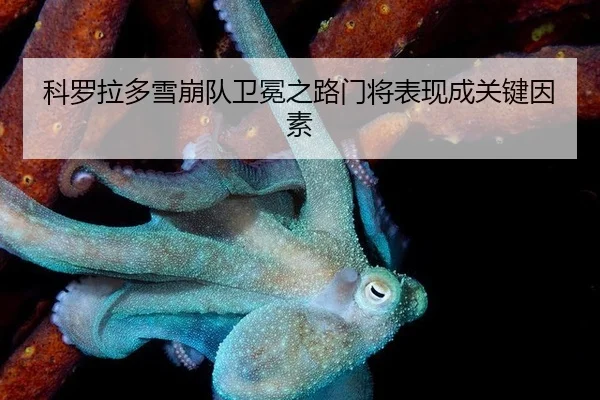 科罗拉多雪崩队卫冕之路门将表现成关键因素